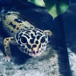 Kaemon the Leopard Gecko