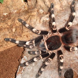 Acanthoscurria geniculata - Rio