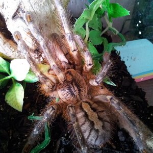 Kimbissa..AF P ornata