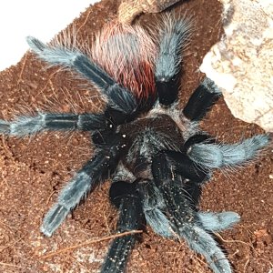 Brachypelm sabulosum