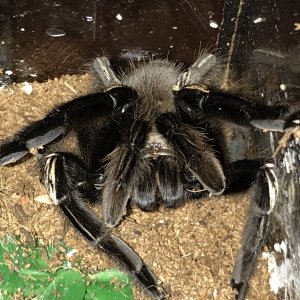 E murinus