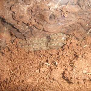 Stromatopelma calceatum - Sahara