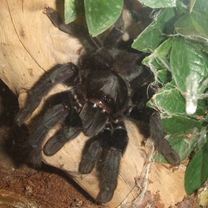 Lampropelma sp. Borneo Black - Sable