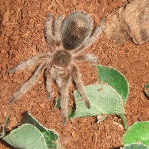 Grammostola rosea - Ember