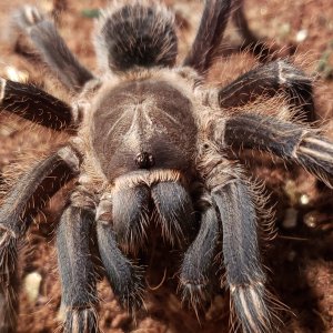 Female seemanni