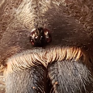 Seemanni eyes