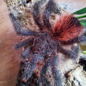 Anama....Avicularia amazonica manaus