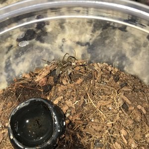 Longest lived male wolf spider in history