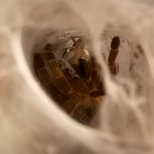 OBT snacktime