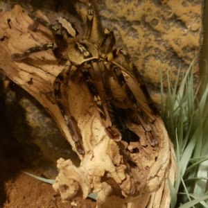 Ornata momma