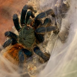 Avic Beauty, OBT attitude