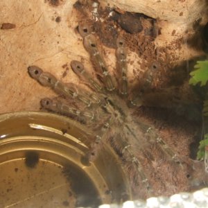 Stromatopelma calceatum - Sahara