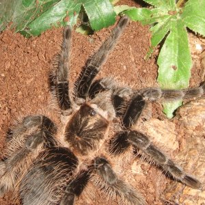 Brachypelma albopilosum Honduran - Tinto