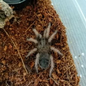 Brachypelma klaasi