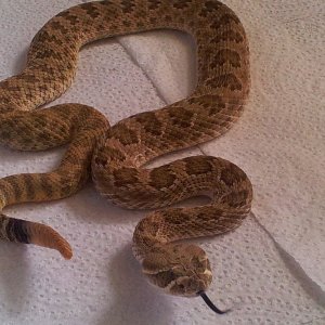 Little House... Prairie Rattler