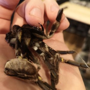 Big P. Regalis fang