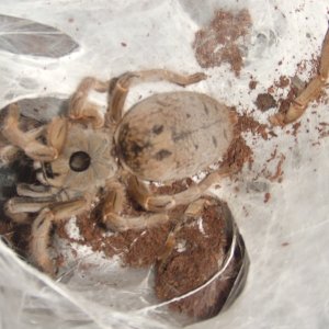 Ceratogyrus brachycephalus - Musina