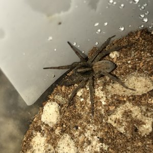 Wolf spider after molt