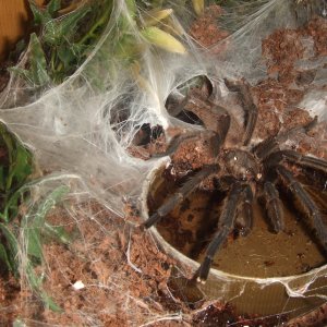 Chilobrachys sp Nong Ya Plong - Xian