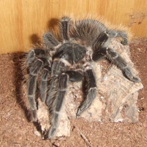 Lasiodora parahybana - Pip