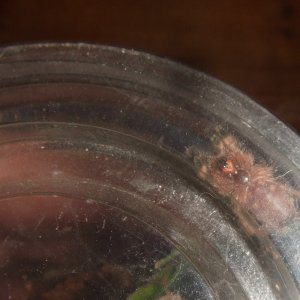 Avicularia minatrix - Pemon