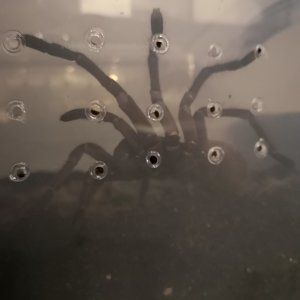 7+" T. Stirmi lurking