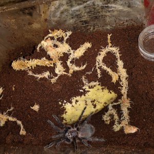 Phormictopus sp. Green new enclosure