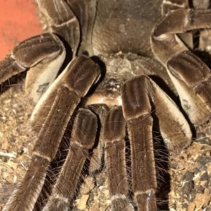 Theraphosa Stirmi