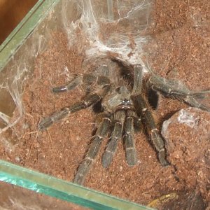 Ceratogyrus darlingii - Venda