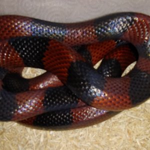 New milk snake!!!