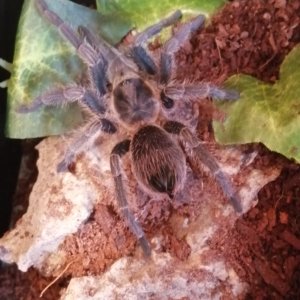 Phormictopus. Sp. Elsalvador