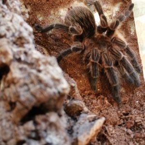 Phormictopus sp bistratus