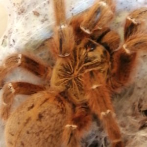 OBT