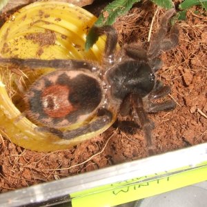 Neostenotarsus sp Suriname - Winti