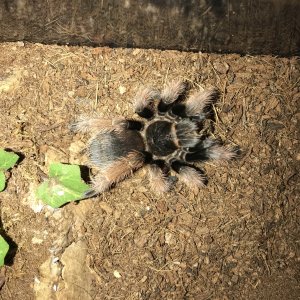 Brachypelma klaasi