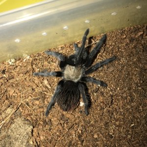 Brachypelma albiceps