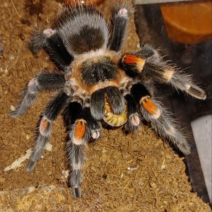 B.auratum