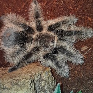 Brachypelma albopilosum