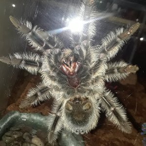 Brachypelma albopilosum