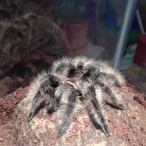 Brachypelma albopilosum