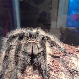 Brachypelma albopilosum