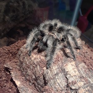 Brachypelma albopilosum