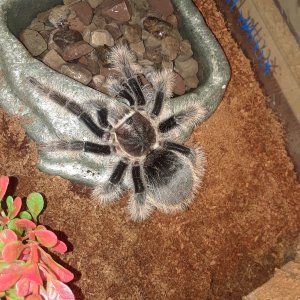 Brachypelma albopilosum