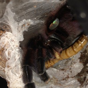 0.0.1 C. versicolor feeding