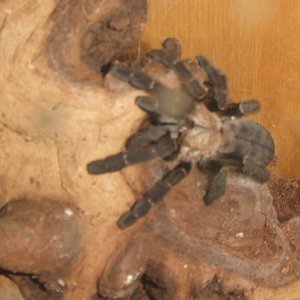 Cyriopagopus sp Hati Hati - Sula