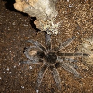 G. Porteri