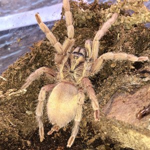 N. incei "Gold Form" female