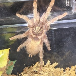 N. incei "gold" female