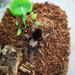 Brachypelma albiceps