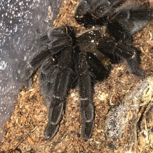 Haplopelma Doriae